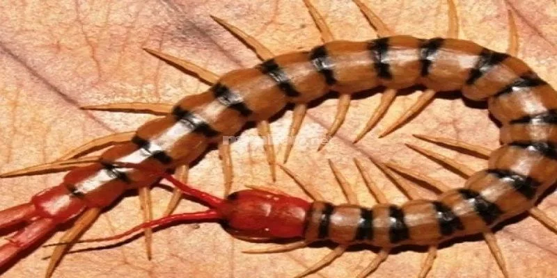 Giải mã chi tiết về các trường hợp mộng con rết số mấy